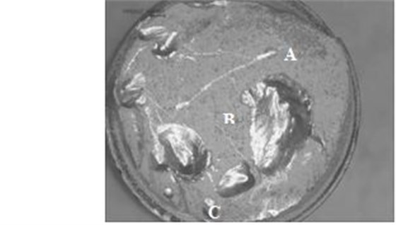 圖11-140 斷面宏觀(guān)形貌