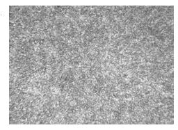 30CrMnSiA原材料金相組織400&times;