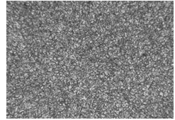 1Cr12Ni2WMoVNb原材料金相組織 200&times;