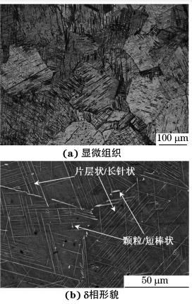 圖１ 經(jīng) DP處理后 GH４１６９合金的顯微組織和δ相形貌